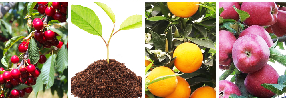 export-apple-cherry-citron-sapling-turkza