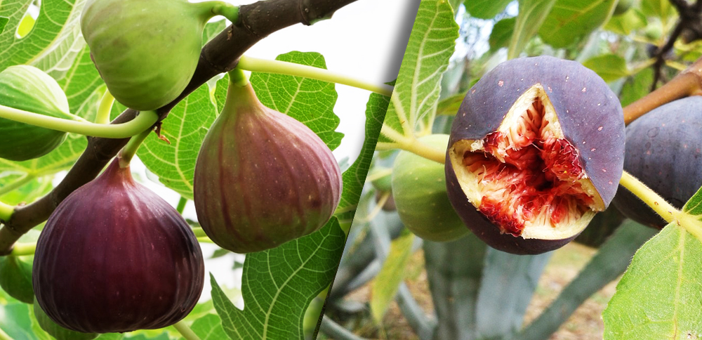 fig-dry-fig-garden