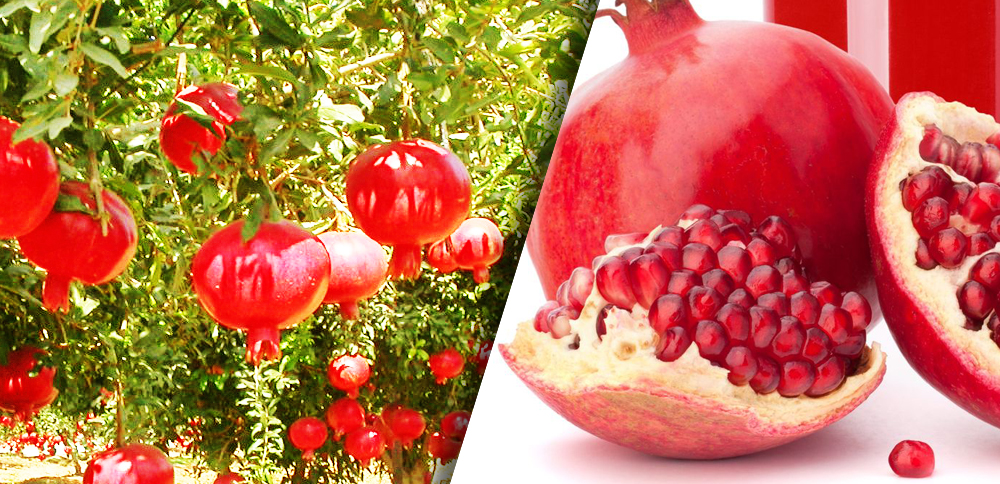 pomegranate-gardens-export-turkey-turkza-fruit