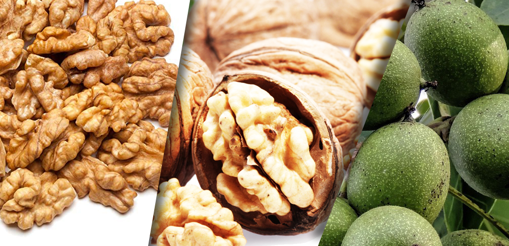 walnut-export-turkey-turkza-fruit-turkza