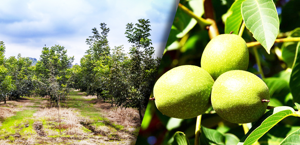 walnut-gardens-export-turkey-turkza-fruit